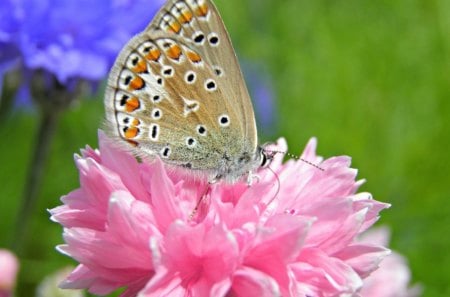 Delicate Beauty - beauty, butterfly, pink, delicate, flower