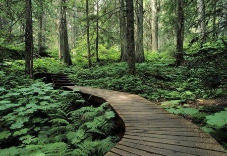 The Forest trail - tree, forest, woods, trail