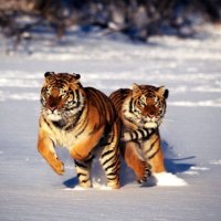 Hot_Pursuit_Siberian_Tiger