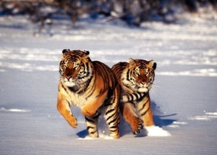 Hot_Pursuit_Siberian_Tiger - footprints, animals, snow, tigers