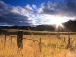 beautiful field of gold in the sun