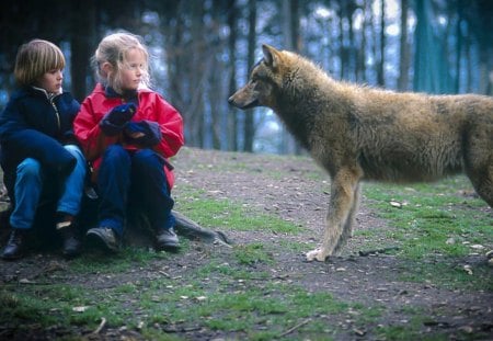 Friends - majestic, wolf, canine, snow, dog, pack, mythical, the pack, grey wolf, timber, canis lupus, wolf wallpaper, wild  animal black, abstract, winter, spirit, beautiful, friendship, wolf pack, howl, howling, wolves, grey, white, nature, lobo, lone wolf, arctic, solitude, wallpaper