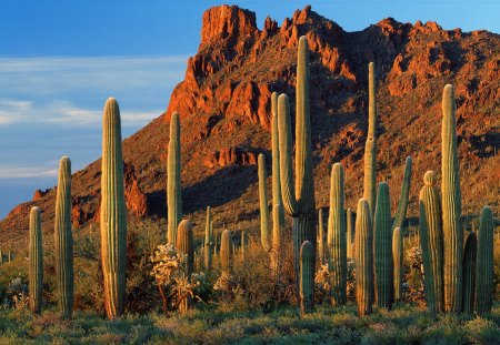 Cactus in the Canyon - cactus, sky, day, light, rocks, nature, brown, canyon, daytime, blue, clouds, plant, green, desert