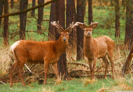 red deer stags - padurilor, noaste, cerbii, toamna, trees, deers, grass, horns