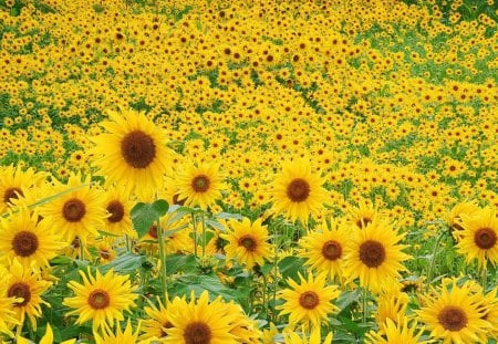 Sunflowers as Far as the Eyes Can See