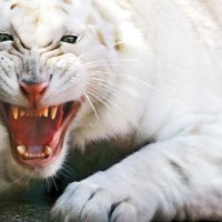White Tiger Growling