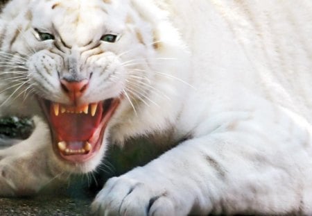 White Tiger Growling - big cats, growling, white tiger, tiger