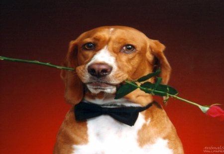 Hound-Dog-in-Bowtie - cute, rose, dog, bow tie