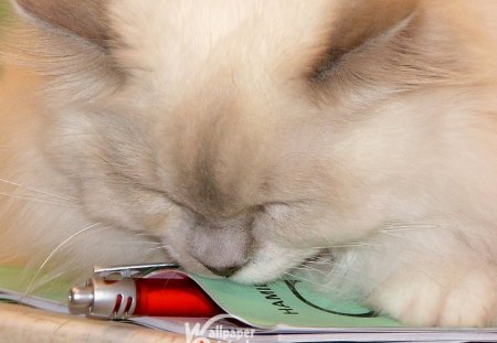 Hymalayan-Cat-playing-with-a-pen-clip. - pen, animal, book, cat