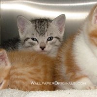 3 lovely kittens