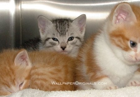 3 lovely kittens - white, grey, sandy, kittens