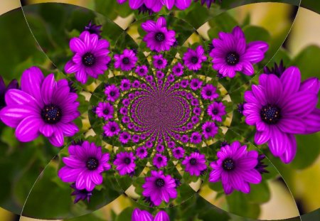 PURPLE DAISIES FOR HATTY,'' HATBOX12''