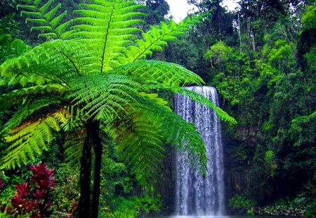 Exotic place - falling, forest, palm, beautiful, place, nature, exotic, stream, fall, greenery, water, flowers, waterfall, nice, lovely, trees, green