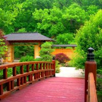 Bridge to the green forest