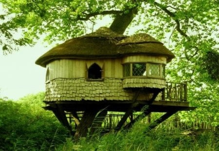 tree-house - South Africa - forest, green, tree, house, grass