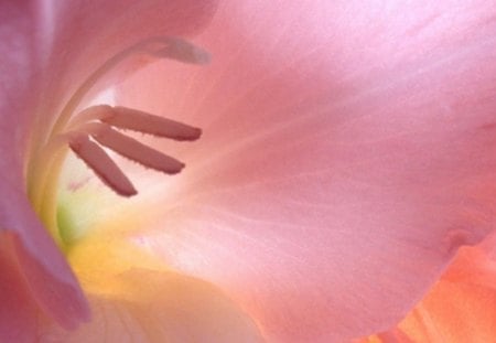 gladiola blossom - gladiolus, fantastic, pink, wallpaper