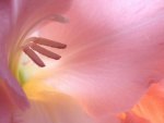 gladiola blossom