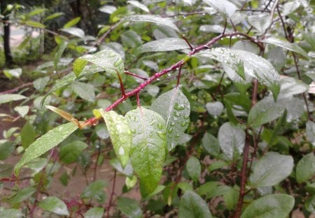 Rainy weather - nature, wet leaves, forest, water drops