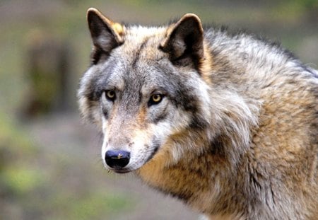 Canis Lupus - wolf, wildlife, predator, portrait, looking