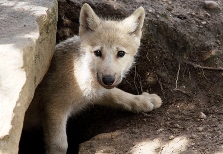 Lookout for Mom - wildlife, wolf, cave, cub