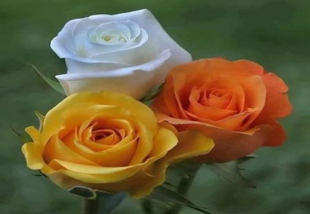 Three Beauties - pretty, white, soft, rose, trio, orange, three