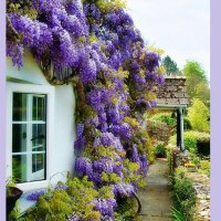 wisteria house