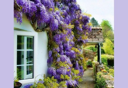 wisteria house - house, flowers, wisteria, architecture