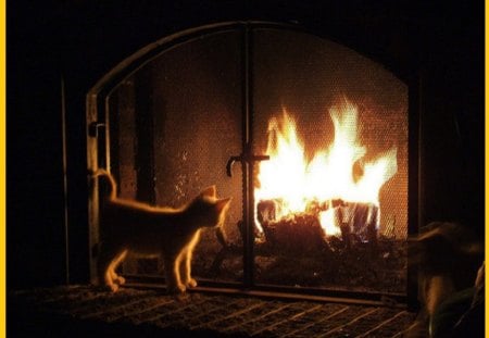 fireplace - cats, little, fireplace, kitty