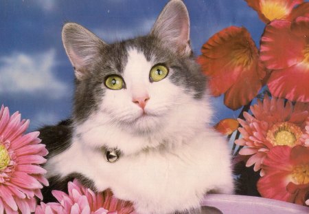 A beautiful cat - flowers, cat, sky, clouds