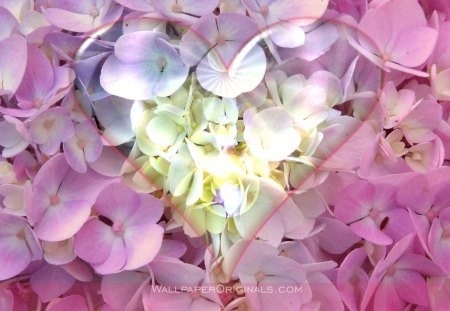 heart shape on flowers - nature, flowers, pink, heart