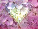 heart shape on flowers