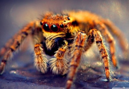 spider_macro - eyes, goldish, fuzzy, legs