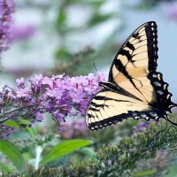 butterfly on purple flowers