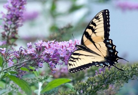 butterfly on purple flowers - purple, butterfly, flowers, beautiful