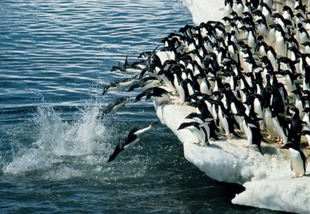 Penguins - ice, water, penguins, take, cover