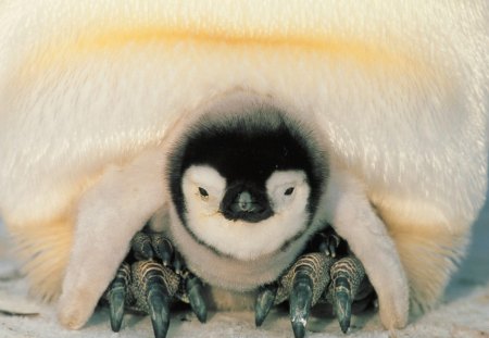 Cute Penguin - ice, penguin, water, warm