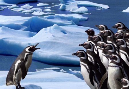 Penguins - groups, ice, water, penguins