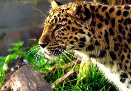 MAGNIFICENT PREDATOR - predator, leopard, cat, wild, spots