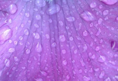 Lavender droplets - water, petal, flower, lavender