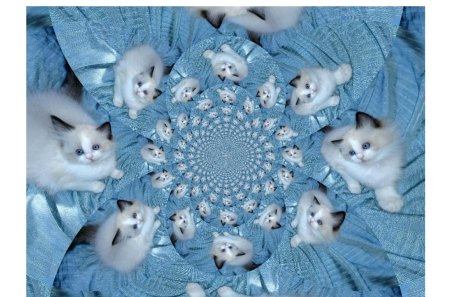 Blue Eyed Kittys - white, kittens, abstract, blue