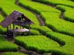 Paddy fields