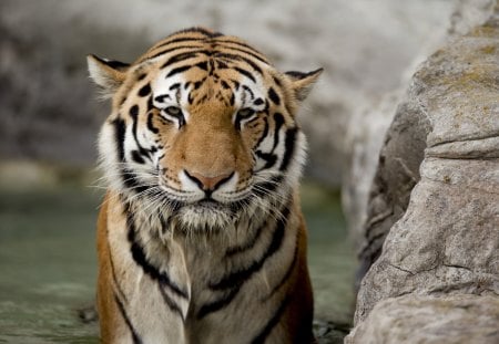 Tiger - animal, water, tiger, cat