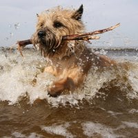 A Sea Dog