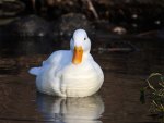 White Duck