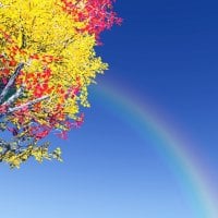 Colorful Tree and Rainbow