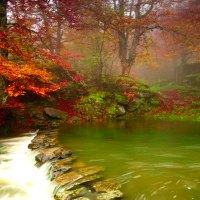 Beautiful Misty Forest River Creek