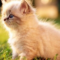 Sweet White Persian Kitten