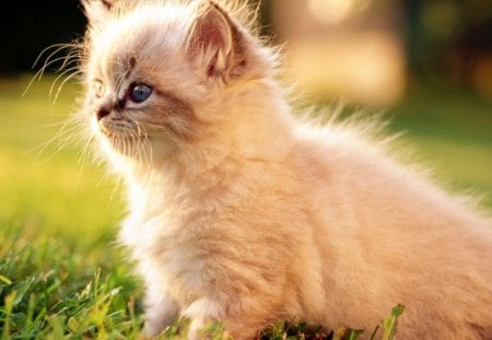 Sweet White Persian Kitten - white, lawn, cute, grass, kitten