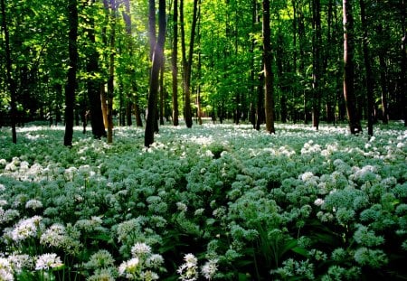 BEAUTY of AUGUST - field, flowers, forest, spring