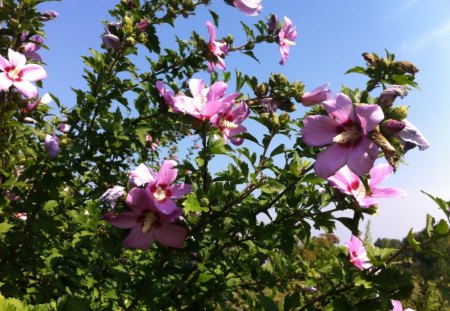 A Bunch of Pretty - flowers, sky, summer, pretty